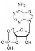 环磷腺苷对照品