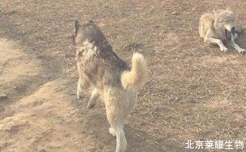 动物园狼舍现二哈