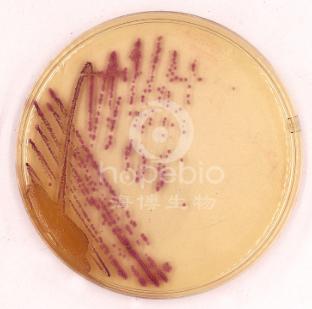 金黄色葡萄球菌显色培养基(第二代）