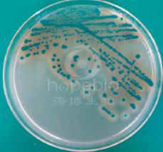 蜡样芽孢杆菌显色平板9cm