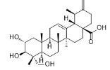 Actinidic acid标准品