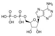 二磷酸腺苷标准品
