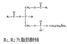 磷脂酰乙醇胺（蛋黄）对照品