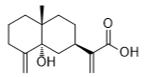 5α-Hydroxycostic acid标准品